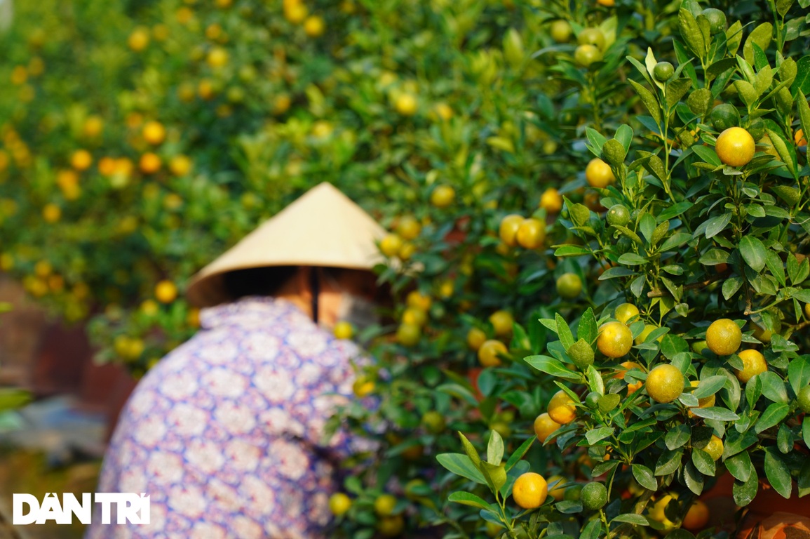 Bỏ chục triệu đồng trả công chăm quất, người Tứ Liên như ngồi trên lửa - 3 Bỏ chục triệu đồng trả công chăm quất, người Tứ Liên như ngồi trên lửa - 3