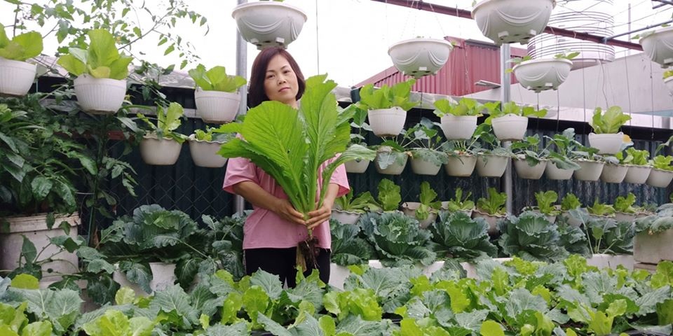 Mãn nhãn “khu vườn trên mây” tốt như nông trại của ông bố đảm Hà Nội - 4 Mãn nhãn “khu vườn trên mây” tốt như nông trại của ông bố đảm Hà Nội - 4