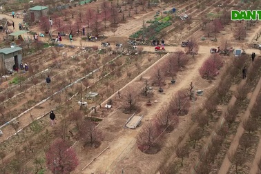Toàn cảnh rực rỡ vùng trồng đào Nhật Tân
