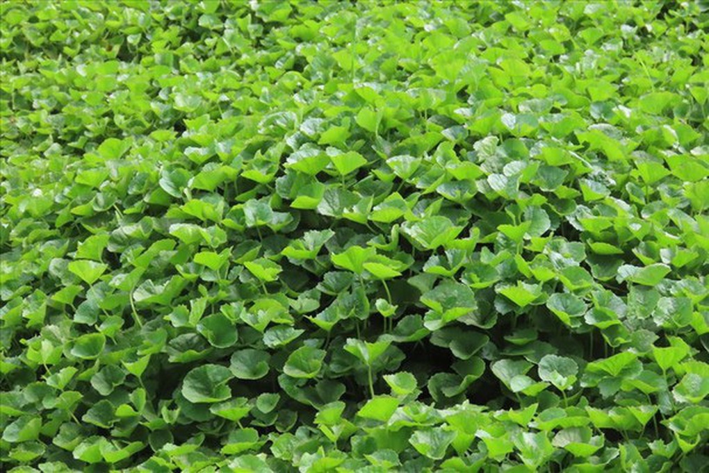 5 loại rau bình dân giúp tăng cường chức năng gan - 2 5 loại rau bình dân giúp tăng cường chức năng gan - 2