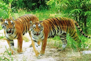 Khiếp đảm vì đàn hổ nuôi sát cạnh nhà