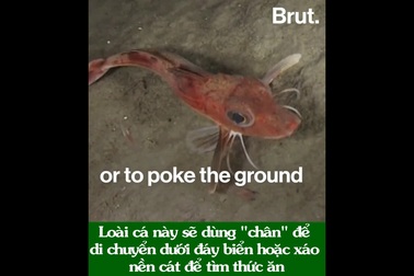 Kì lạ loài cá có chân biết bò như tôm dưới đáy biển