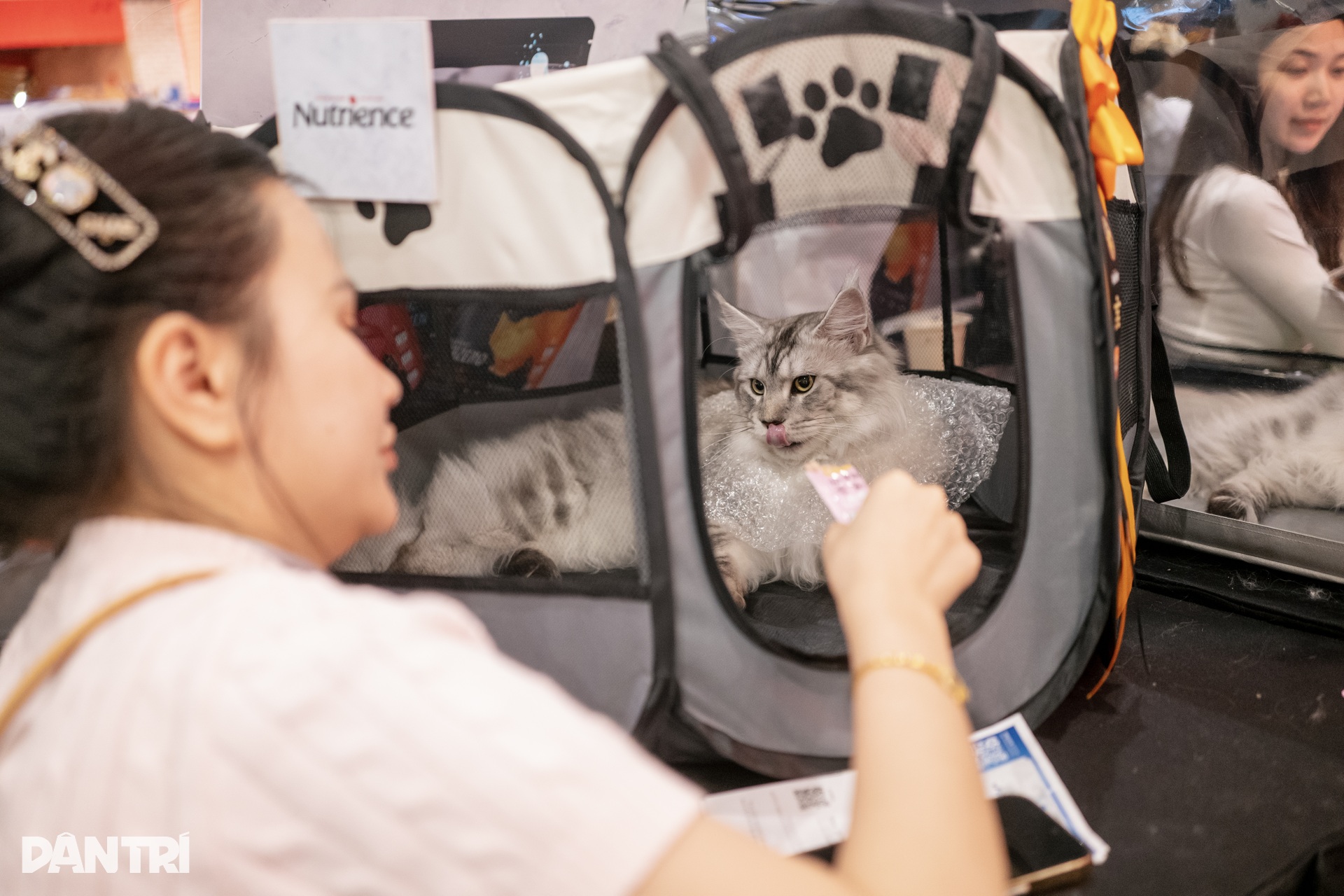 Chú mèo Thái Lan vượt 120 đối thủ, giành ngôi Hoa hậu mèo quốc tế 2025 - 11