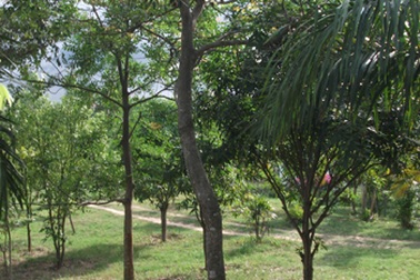 Một thanh niên treo cổ ở công viên 