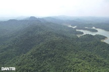 Phân bổ hơn 197 tỷ đồng tiền bán "hơi thở của rừng"