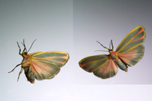 Chiêm ngưỡng video quay chậm côn trùng ở 3.200 khung hình/giây