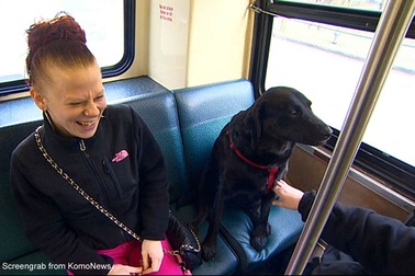 Gặp gỡ cô chó hằng ngày tự bắt xe bus đi chơi