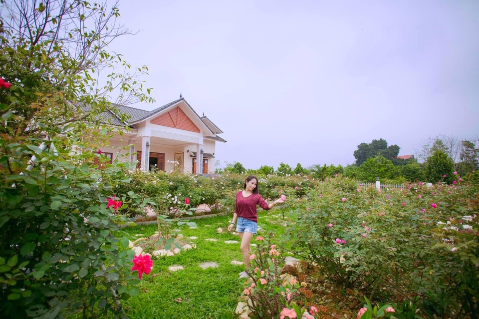 Mê mẩn vườn bạt ngàn hoa hồng của gia đình ở ngoại thành Hà Nội - 1