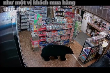 Gấu đen thản nhiên vào quầy tạp hóa lấy cắp… kẹo dẻo hình gấu