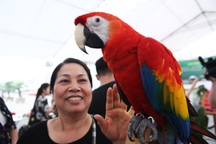 Cận cảnh “vẹt nhà giàu” hơn 200 triệu đồng không bán