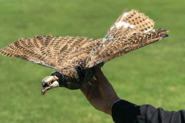 Các nhà khoa học Mỹ "hồi sinh" chim đã chết thành UAV