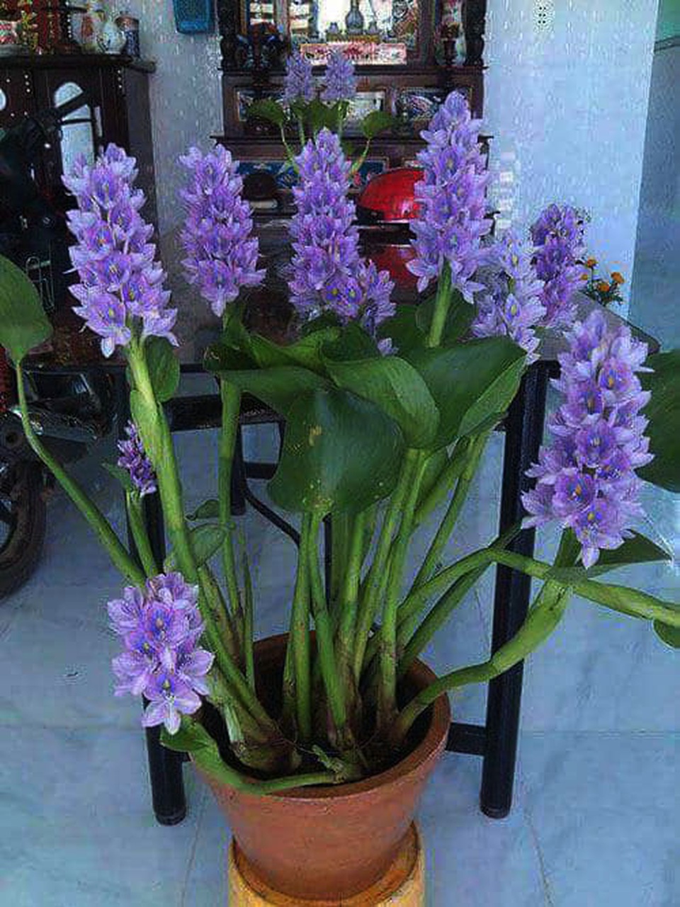Cười bò với siêu phẩm hoa, cây cảnh Tết có một không hai thời Covid-19 - 6 Cười bò với siêu phẩm hoa, cây cảnh Tết có một không hai thời Covid-19 - 6
