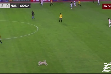 Chú chó chạy vào sân trong trận đấu giữa The Strongest và Nacional Potosi