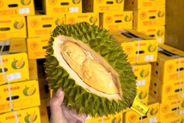 Sầu riêng tươi xuất khẩu có quy trình kiểm soát
