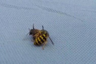 Sốc khoảnh khắc ong mật bị ong vò vẽ cắt đứt đôi người trong trận chiến sống còn