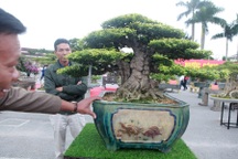 Chiêm ngưỡng cây mai chiếu thủy đoạt giải vàng có giá hơn 1 tỷ đồng