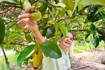 Chủ vườn măng cụt 150 năm: Trái xanh giá "trên trời" cũng không bán