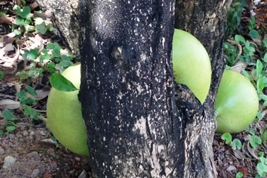 Quảng Bình: Kỳ lạ quả đào tiên cuốn tròn giữa thân