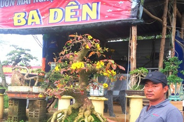 Nhà vườn trình làng mai “siêu độc” đón Tết