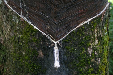 Nông nghiệp quy mô nhỏ đe dọa đến rừng mưa nhiệt đới