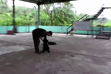 Huấn luyện viên huấn luyện chó cảnh.