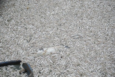 Vì sao cá chết nổi trắng ven Hồ Tây?