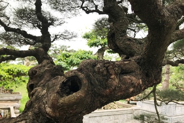 Ngây ngất với cây phi lao tiền tỷ có dáng như đám mây trôi