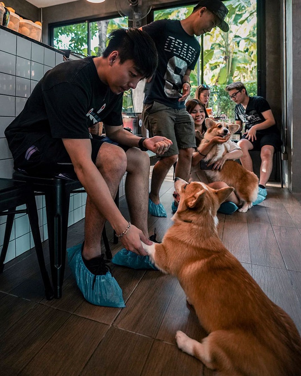 Quán cà phê toàn nhân viên 4 chân biết mua vui, lấy lòng khách ở Bangkok - 6 Quán cà phê toàn nhân viên 4 chân biết mua vui, lấy lòng khách ở Bangkok - 6