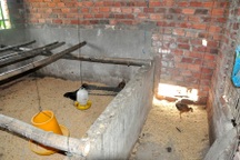 Vụ “gà đi lạc”: Phó Thủ tướng yêu cầu Quảng Nam kiểm tra sự việc