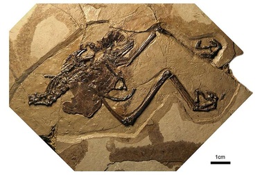 Các nhà khoa học phát hiện ra con chim hóa thạch đầu tiên với quả trứng còn nguyên vẹn