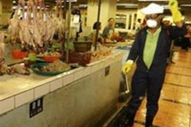 Ruồi và chuột cũng có thể truyền cúm gia cầm sang người