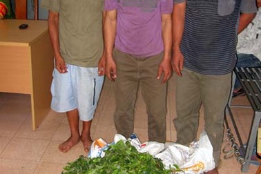 Hà Nội: Bắt quả tang 3 thanh niên bẻ trộm cành sưa