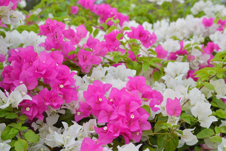 Giới trẻ tha hồ sống ảo bên tường hoa giấy cực đẹp ở Sài Gòn - 3 Giới trẻ tha hồ sống ảo bên tường hoa giấy cực đẹp ở Sài Gòn - 3