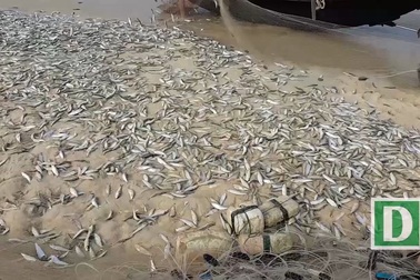 Quảng Trị:
Ngư dân vùng biển bãi ngang bội thu cá trích