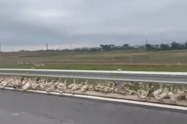 Hàng trăm con vịt bất ngờ tràn lên cao tốc Bắc - Nam
