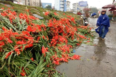Giá rẻ như cho, thương lái “cắn răng” đổ bỏ cả nghìn bó hoa ven đường sau Tết