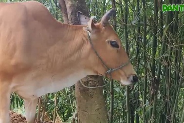 Tạo sinh kế cho người lao động ổn định cuộc sống