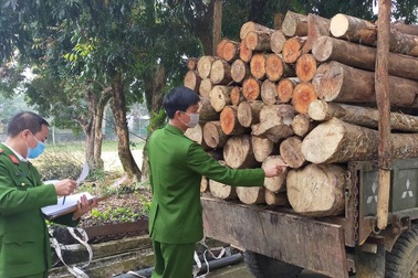 Bắt quả tang "lâm tặc" vận chuyển gỗ vừa khai thác trong rừng