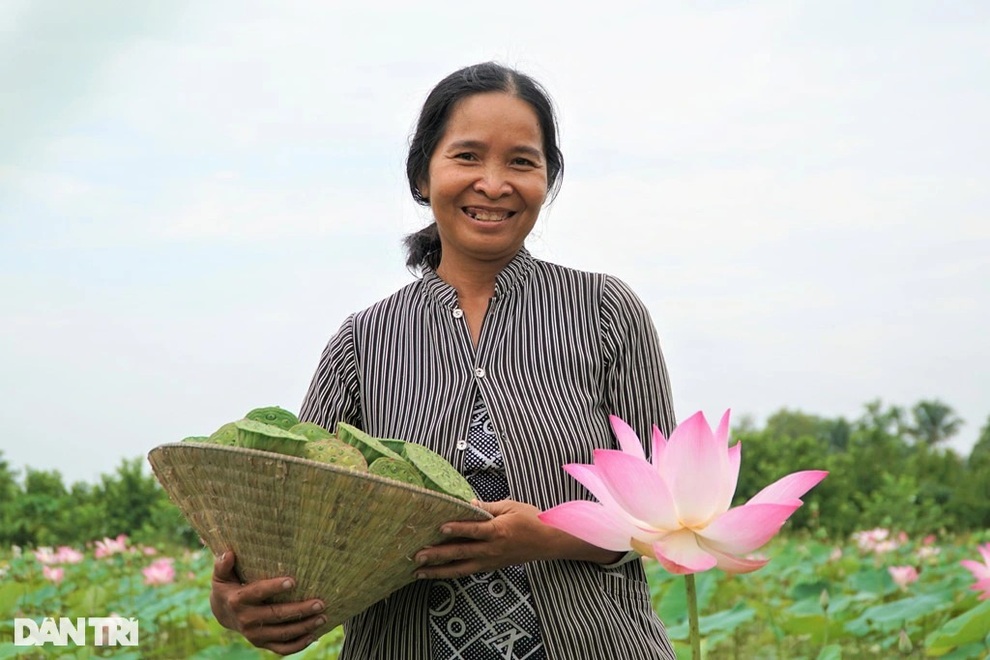 Đút túi nhẹ nhàng trăm triệu mỗi vụ nhờ trồng sen bán hạt - 1 Đút túi nhẹ nhàng trăm triệu mỗi vụ nhờ trồng sen bán hạt - 1