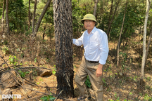 Vụ đấu giá rừng thông 20 năm tuổi: Muốn giữ rừng phải nộp gần 1,9 tỷ đồng?