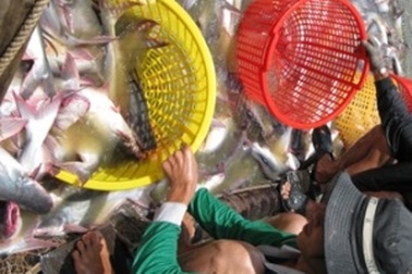 Cá tra Việt Nam lại gặp khó ở Mỹ