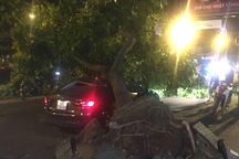 Cây xanh bật gốc đè bẹp ô tô, tài xế may mắn thoát chết