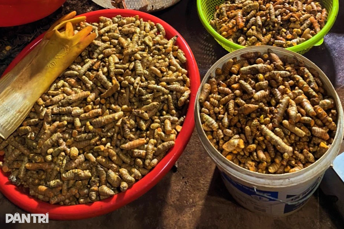 Nữ nông dân chặt cà phê, trồng nghệ, thu hàng trăm triệu mỗi năm - 2 Nữ nông dân chặt cà phê, trồng nghệ, thu hàng trăm triệu mỗi năm - 2