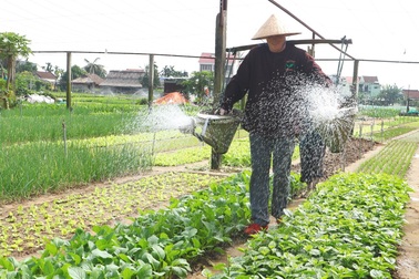 Làng rau hơn 500 tuổi hối hả vào vụ Tết