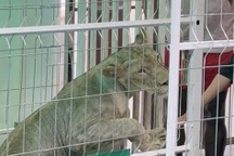 Người dân nuôi sư tử tại nhà gây náo loạn khu dân cư