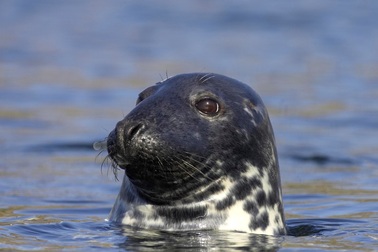 Hải cẩu cái có những tính cách nhất quán