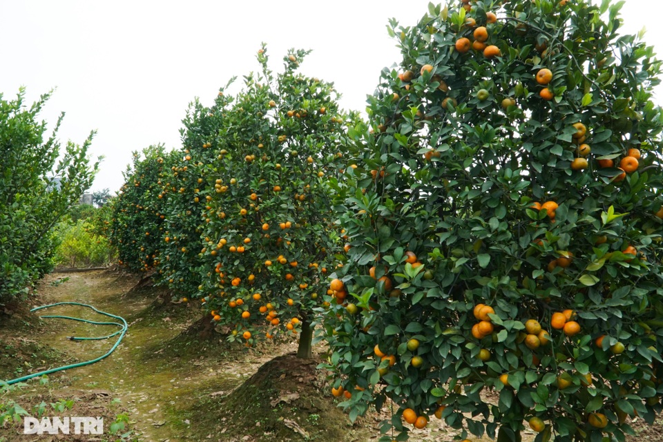 Chiêm ngưỡng vườn quýt lục bình khủng chuẩn bị cho Tết Tân Sửu - 9 Chiêm ngưỡng vườn quýt lục bình khủng chuẩn bị cho Tết Tân Sửu - 9