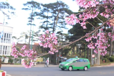 Đà Lạt có thêm 6 cung đường mang tên các loài hoa