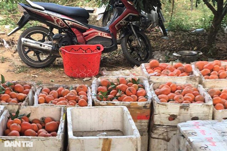 Rau củ thối rữa vứt đầy ruộng, nông dân Chí Linh nợ cả tỷ đồng tiền vay vốn - 3 Rau củ thối rữa vứt đầy ruộng, nông dân Chí Linh nợ cả tỷ đồng tiền vay vốn - 3