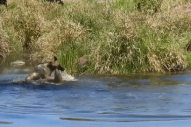 Linh dương đầu bò chống trả quyết liệt dù bị cá sấu níu chân